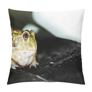 Personality  Close Up View Of Cute Green Frog On Wet Leaf Pillow Covers