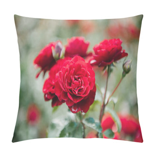 Personality  Close-up Shot Of Fresh Blossoming Red Roses Pillow Covers