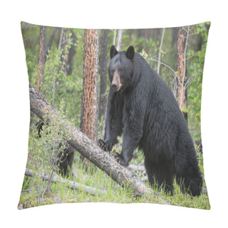Personality  Black Bear In Wild, Animal. Nature, Fauna  Pillow Covers