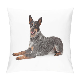 Personality  Friendly Australian Cattle Dog Laying Pillow Covers