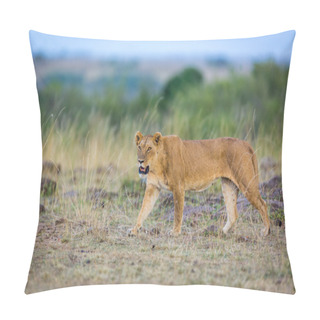 Personality  Lioness Roaming Around In Kenya Pillow Covers