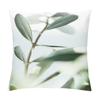 Personality  Close Up Shot Of Leaves Of Olive Branch On Blurred Background Pillow Covers