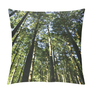 Personality  Green Trees In Deep Forest  Pillow Covers