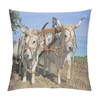 Personality  Plowing With Bullocks Pillow Covers
