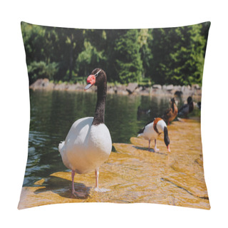 Personality  Selective Focus Of Swan And Ducks On Shallow Water  Pillow Covers