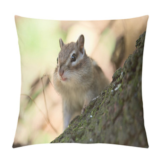 Personality  Curious Chipmunk Pillow Covers