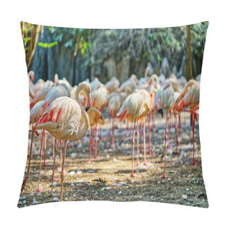 Personality  Pack Of Flamingos With Beautiful Mood Of Sunlight In An Open Zoo, Landscape Image Of Many Flamingos With Blurred Background Of Nature. Pillow Covers