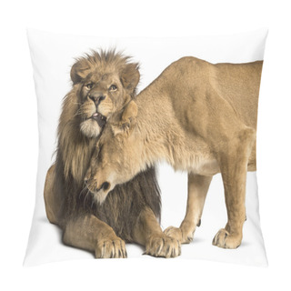 Personality  Lion And Lioness Cuddling, Panthera Leo, Isolated On White Pillow Covers