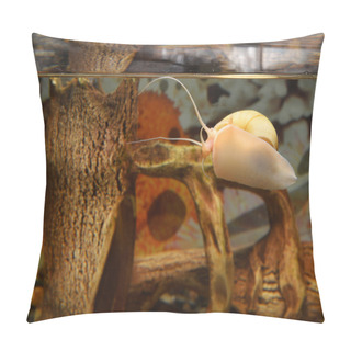 Personality  Beautiful Snail In The Aquarium Pillow Covers