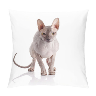 Personality  Bald Cat.  Pillow Covers