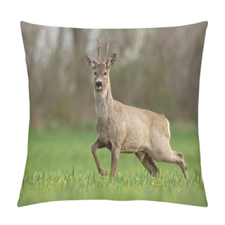 Personality  Roe Deer, Capreolus Capreolus, Buck In Spring Walking On A Filed, Pillow Covers