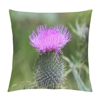 Personality  Cirsium Vulgare Flower, The Spear Thistle, Bull Thistle, Or Common Thistle, Blooming In Summer Pillow Covers