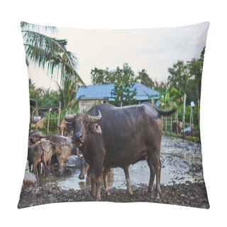 Personality  Group Of Buffaloes And Cows In Rural Farm. Water Asian Buffalo In Corral. Animal For Help Work In Rice Field. Ecology Farm. Cattle Pen, Domestic Animal, Livestock In Rural Farm. Countryside, Rural Pillow Covers