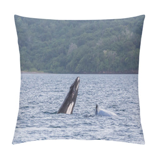 Personality  Mother & Baby Humpback Whales Pillow Covers