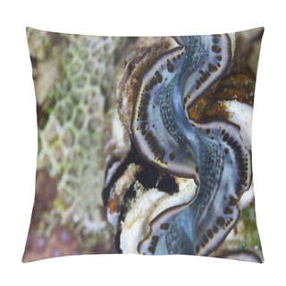 Personality  Giant Clam Detail In The Red Sea. Pillow Covers