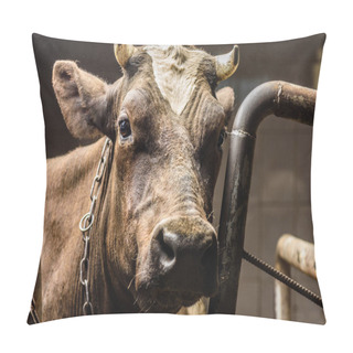 Personality  Brown Cow In Stall Pillow Covers