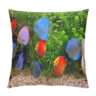 Personality  Discus (Symphysodon), Multi-colored Cichlids In The Aquarium, The Freshwater Fish Native To The Amazon River Basin Pillow Covers