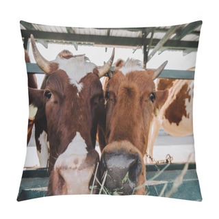 Personality  Portrait Of Brown Domestic Beautiful Cows Eating Hay In Stall At Farm Pillow Covers