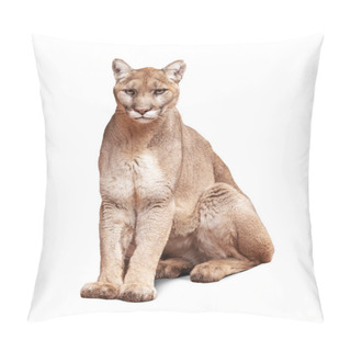 Personality  Mountain Lion Sitting Looking At Camera. Isolated On White.  Pillow Covers