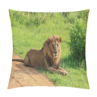 Personality  Big Lion Leaning On The Road, Mikumi National Park, Tanzania Pillow Covers
