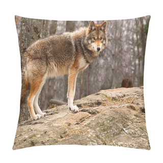 Personality  Coyote Standing On A Rock Pillow Covers