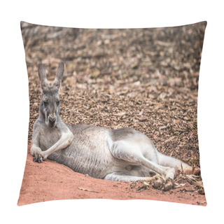 Personality  Kangaroo Funny Big Animal Pillow Covers