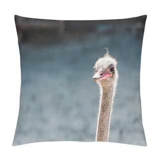 Personality  Furry Ostrich In Zoo With Copy Space  Pillow Covers