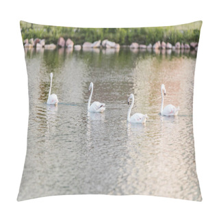 Personality  Selective Focus Of White Flamingos Swimming On Pond At Zoo Pillow Covers