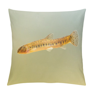 Personality  Spotted Weather Loach Pillow Covers