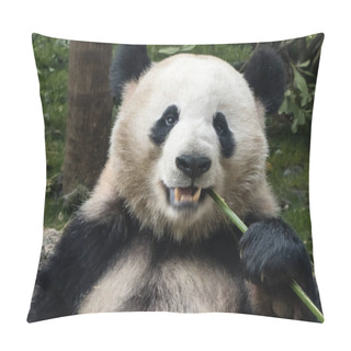 Personality  Hungry Giant Panda Bear Eating Bamboo Pillow Covers