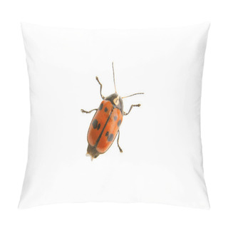 Personality  Beetle Cryptocephalus Octopunctatus On A White Background Pillow Covers