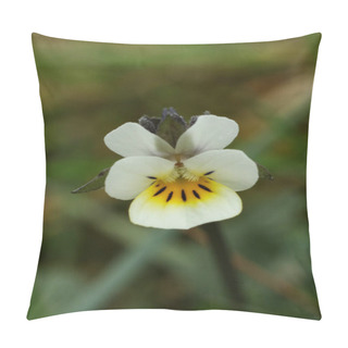 Personality  European Field Pansy,Viola Arvensis , Small White Flower In The Meadow Pillow Covers