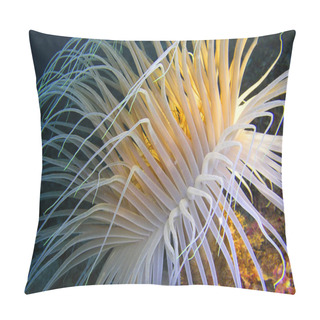 Personality  Ceriantharia, Cerianthus Membranaceus, Cabo Cope-Puntas Del Calnegre Natural Park, Mediterranean Sea, Murcia, Region De Murcia, Spain, Europe Pillow Covers