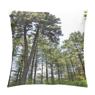 Personality  Pine Trees Pillow Covers