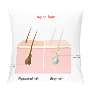 Personality  Aging Process Through Gray Hair. Pigmanted And Gray Hair. The Stem Cells At The Hair Follicles Produce Melanocytes, That Produce And Store Pigment. The Death Of The Melanocyte Stem Cells Causes The Onset Of Graying. Pillow Covers