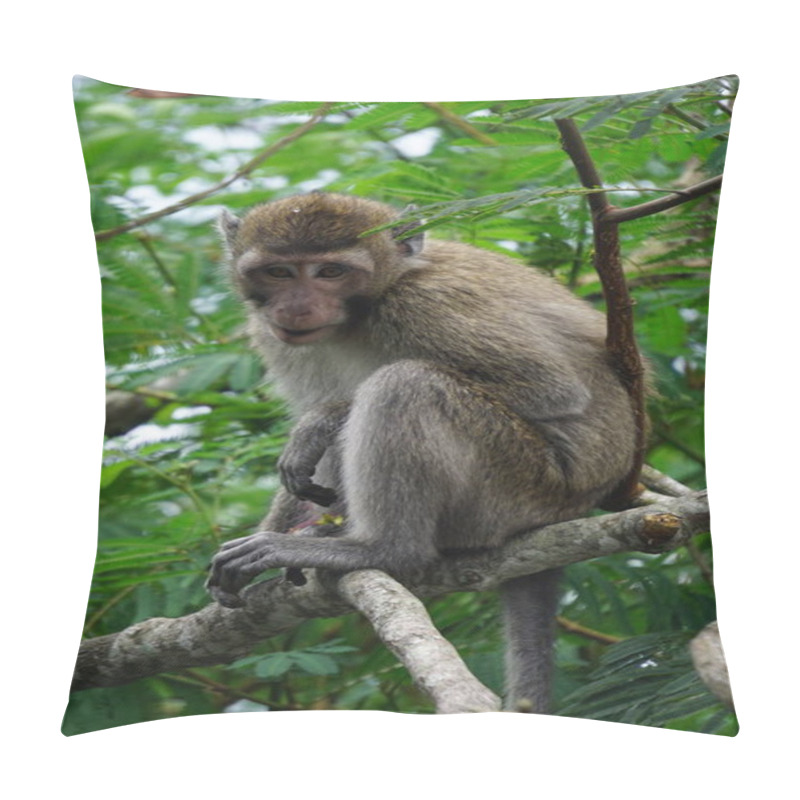 Personality  Macaca Fascicularis (Monyet Kra, Kera Ekor Panjang, Monyet Ekor Panjang, Long-tailed Macaque, Monyet Pemakan Kepiting, Crab-eating Monkey) On The Tree. Pillow Covers