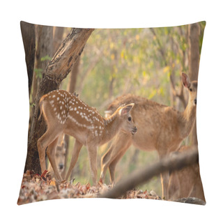 Personality  The Sika Deer Is One Of The Few Deer Species That Does Not Lose Its Spots Upon Reaching Maturity. Pillow Covers