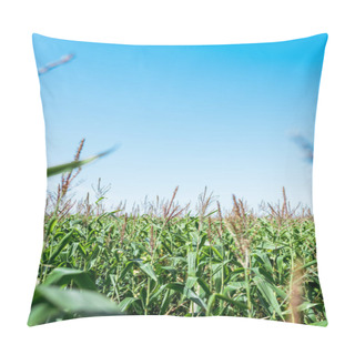Personality  Selective Focus Of Corn Field With Green Fresh Leaves Against Blue Sky  Pillow Covers
