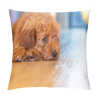 Personality  Cute Labradoodle Puppy Dog Laying Down Looking Sad Or Thoughtful Pillow Covers