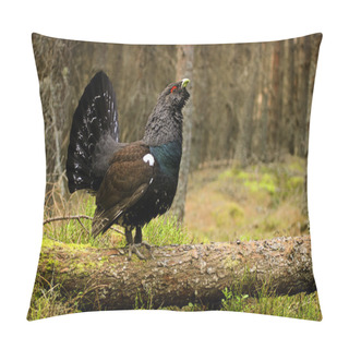 Personality  Western Capercaillie (Tetrao Urogallus) Amongst The Woodland, Stood On A Fallen Tree. This Image Was Taken In The Highlands, Scotland. Pillow Covers
