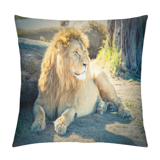 Personality  A Male Lion Relaxing In The Sunshine Pillow Covers