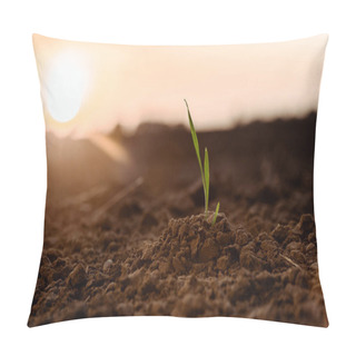 Personality  Selective Focus Of Sunlight On Small Green Plant With Leaves On Ground  Pillow Covers