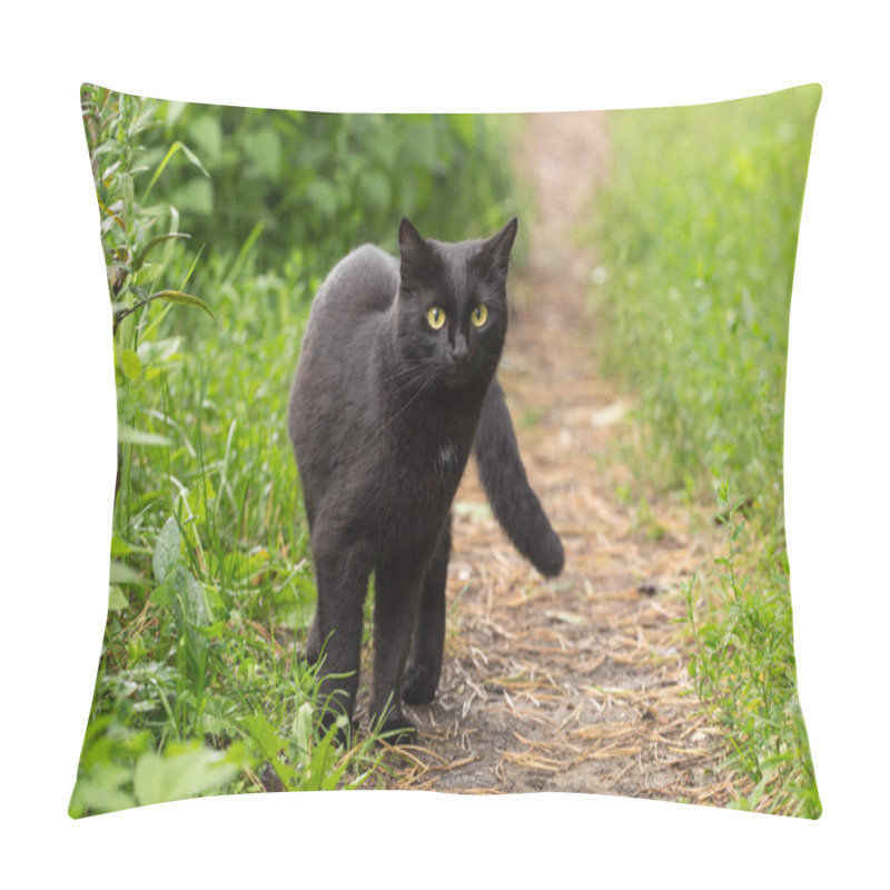 Personality  Beautiful Bombay Black Cat With Yellow Eyes And Attentive Look In Green Grass In Nature Pillow Covers