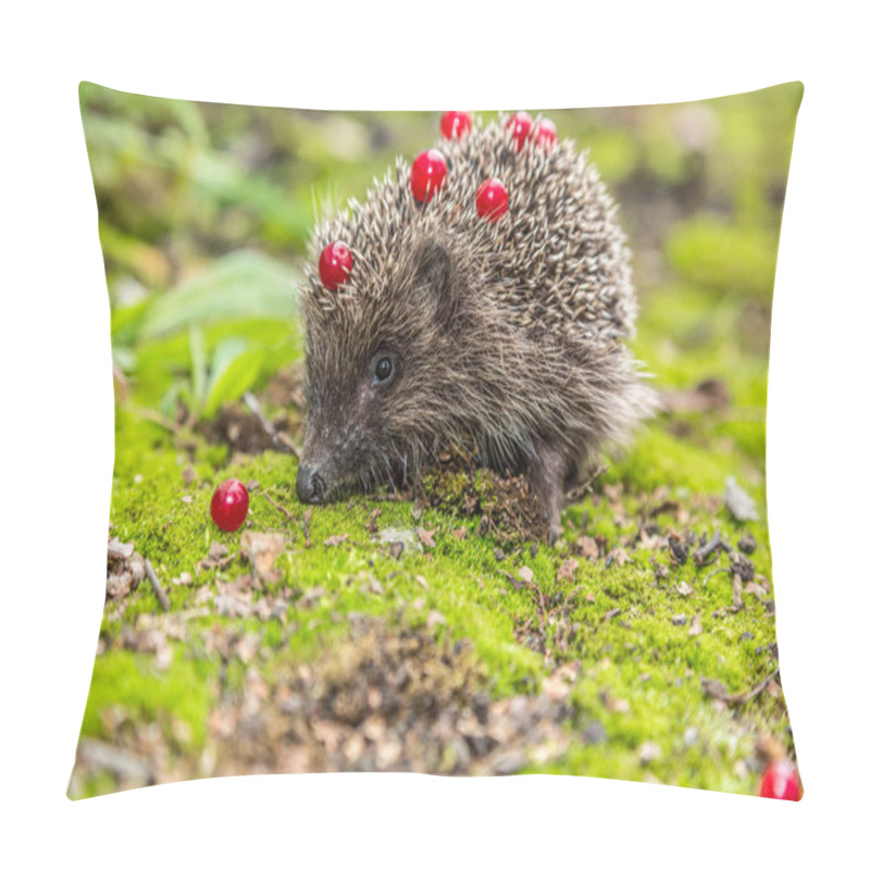 Personality  Hedgehog looking for food pillow covers