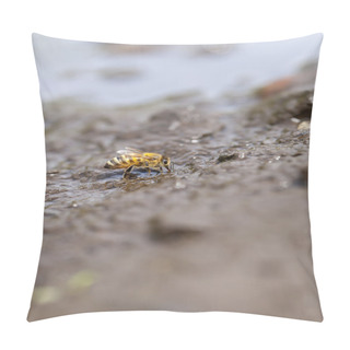 Personality  Honey Bee At Water Collecting Pillow Covers