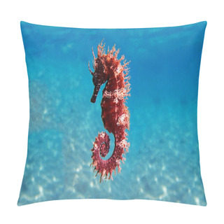 Personality  Mediterranean Seahorse - Hippocampus Guttulatus Pillow Covers