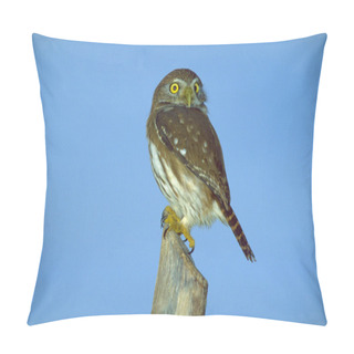 Personality  Ferruginous Pygmy-owl Sitting On Pole Pillow Covers