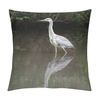 Personality  Grey Heron Standing In A River In Kent, UK. The Heron Is Wading In The Water Facing Left. Grey Heron (Ardea Cinerea) In Kelsey Park, Beckenham, Greater London. The Park Is Famous For Its Herons. Pillow Covers