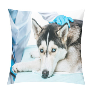 Personality  Cropped Image Of Female Veterinarian Examining Husky Isolated On White Background Pillow Covers