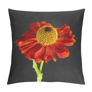 Personality  Still Life Fine Art Floral Colorful Macro Of A Single Isolated Wide Open Yellow Red Helenium / Bride Of He Sun Blossom With Stem  In Fantastic Realism/surrealistic Painting Style,black Paper Background Pillow Covers